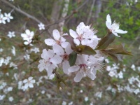When will it finally be spring?