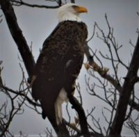 American Bold Eagle