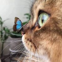 Butterfly on the nose!
