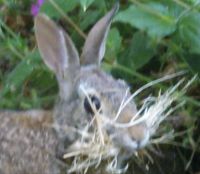 Bush Bunny Gathering To Build Her Nest