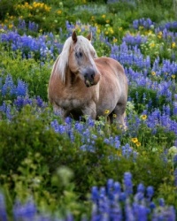 Elder horse with spring flowers