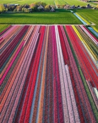 Tulip fields in The Netherlands