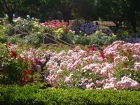 Roses at Heather Farm Park