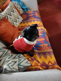 nellie in her Christmas jumper.