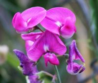 Sweet Pea Flowers
