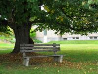 Fanconia NH Bench