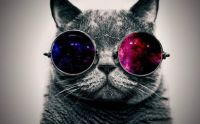 6904647-cool-cat-hd-wallpapers-widescreen_huRYI5U