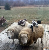 sheep