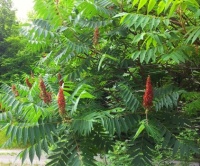 Sumac, first to change colours in autumn. Food for the birds in winter.