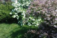 Jar v mojej záhrade