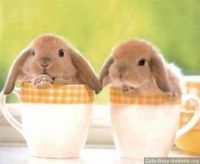 Teacup bunnies