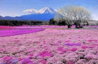 Mount Fuji. Japan  