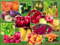 collage fruits