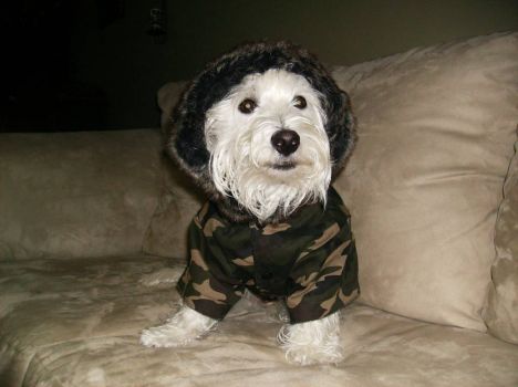 Bailey the Westy