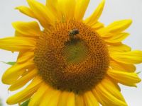 Nature's perfection