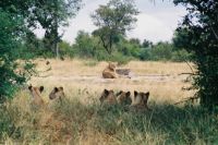 Kruger - First Sighting of Lions