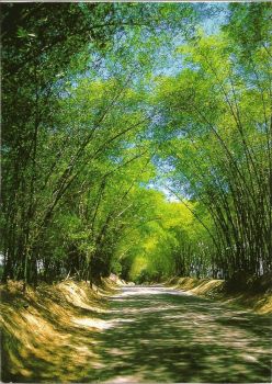 Bamboo lane  Jamaica