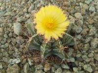 Cactus - Astrophytum Ornatum