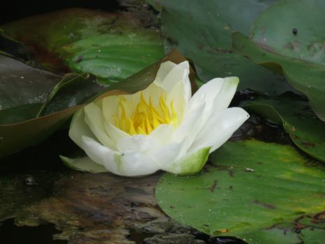 A shy water lily