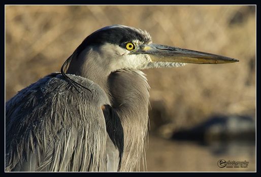 Great Blue Heron in Early Morning Light