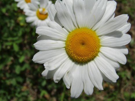 An Eclipse of Daisies