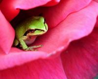 Frog in Rose
