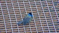 Grackle on a rail bridge at Lock 19, Keokuk, Iowa, May 29, 2025