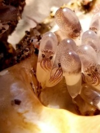 These squid eggs were found in a sea shell...cute little buggers, no?