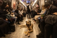 Boji rests on subway train in Istanbul. Tag on his ear means he is vaccinated and neutered.