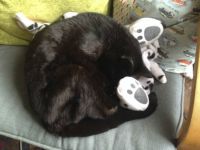 Black cat sleeping on Dalmatian hot water bottle!