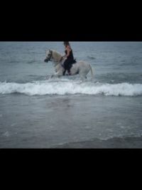 Arabian mare at Whitby, North Yorkshire