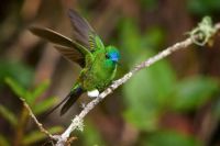 Sapphire-vented Puffleg Hummingbird