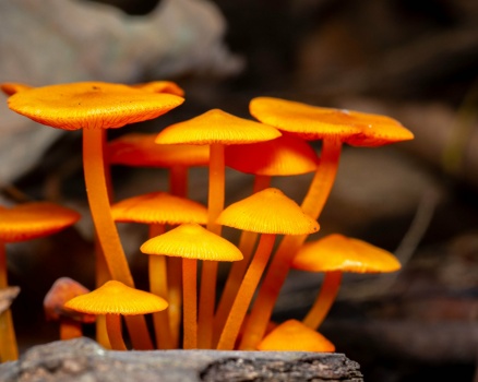 Solve Maybe Orange Mycena jigsaw puzzle online with 300 pieces