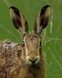 One Beautiful Spring Hare