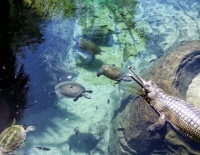 San Diego Zoo - Gharial and Turtles