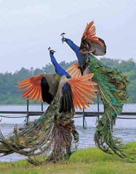 peacocks Dueling of beauty birds.