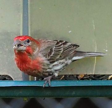 House Finch