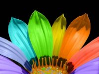 rainbow daisy