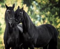 Theme... Horses, Black Beauties