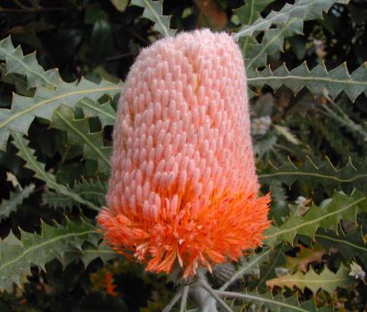 SHOWY BANKSIA...FROM SOUTHERN AUSTRALIA...