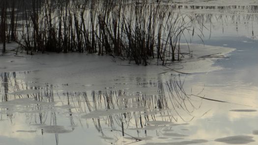 Icy reflection Wickham Marsh Port Kent NY
