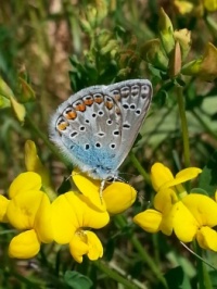 lotis blue butterfly