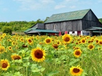 Old barn and sunflowers