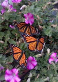 Monarch release