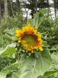 Black oil sunflower opening up