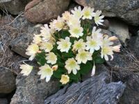 Tweedy's Lewisia