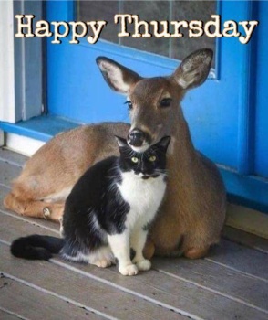 Solve Good Morning - Happy Thursday! jigsaw puzzle online with 72 pieces