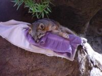 Sleeping fox