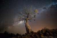 Giant Baobab under the African sky
