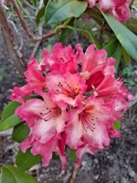 Rhododendron Fire Rim